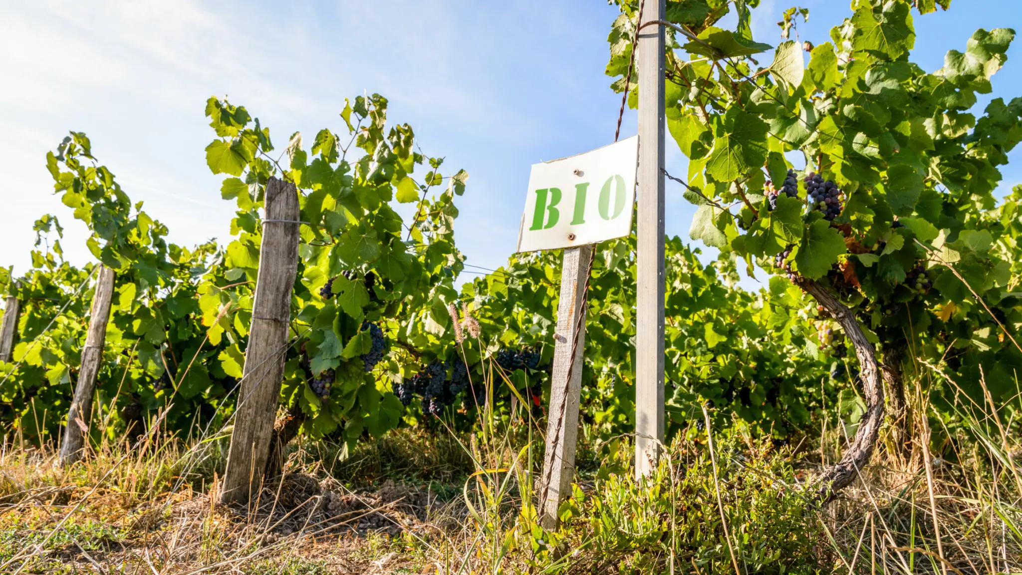 vin biodynamique bordeaux